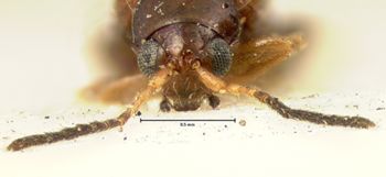 Media type: image; Entomology 18869   Aspect: head frontal view